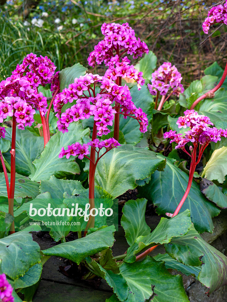 447055 - Bergénie cordée (Bergenia cordifolia 'Morgenröte')