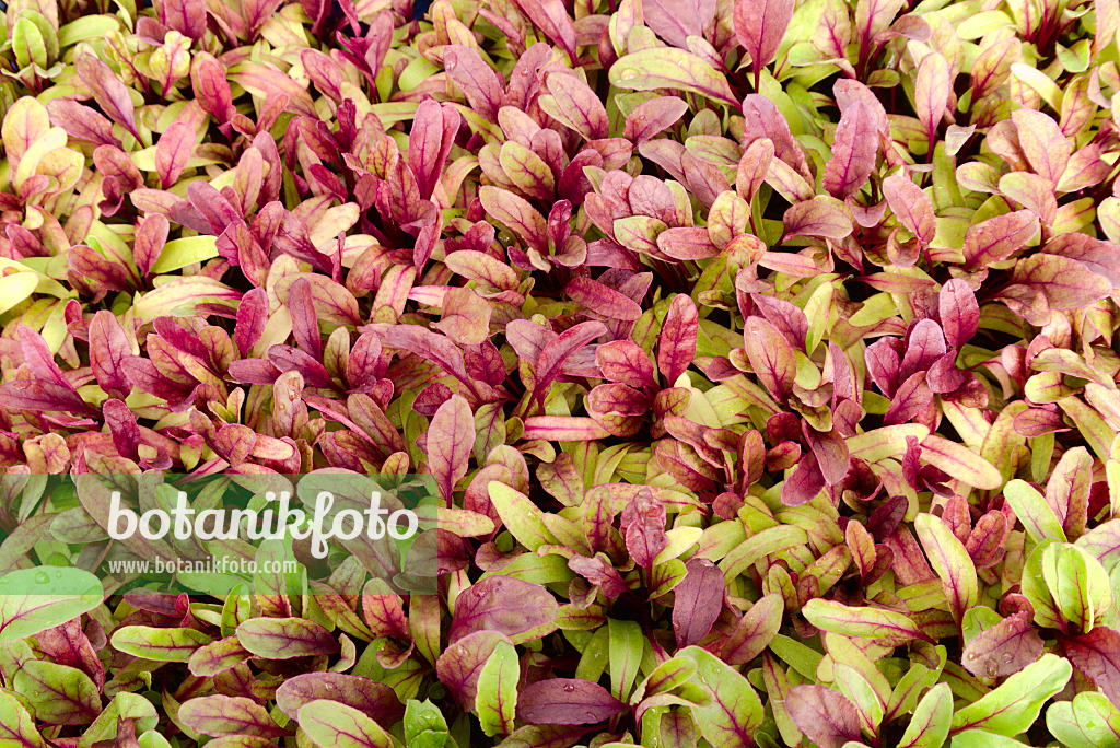 672064 - Betterave rouge (Beta vulgaris var. conditiva 'Ägyptische Plattrunde')