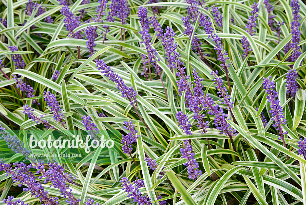 545147 - Big blue lily turf (Liriope muscari 'Variegata')