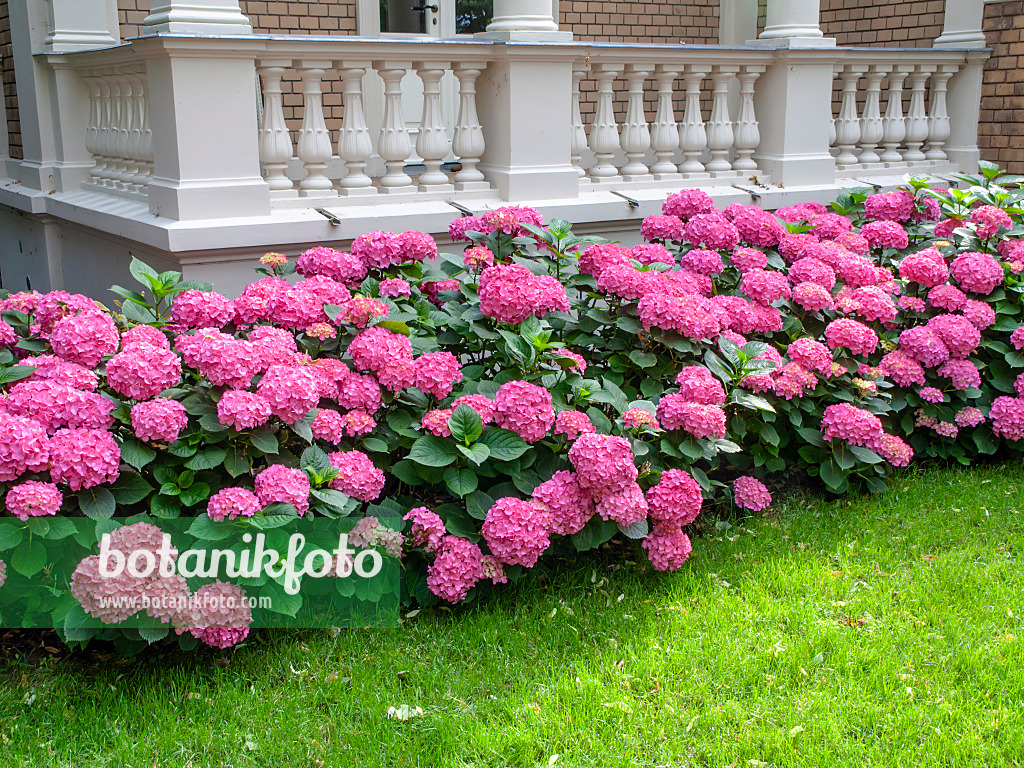 449061 - Big-leaved hydrangea (Hydrangea macrophylla)
