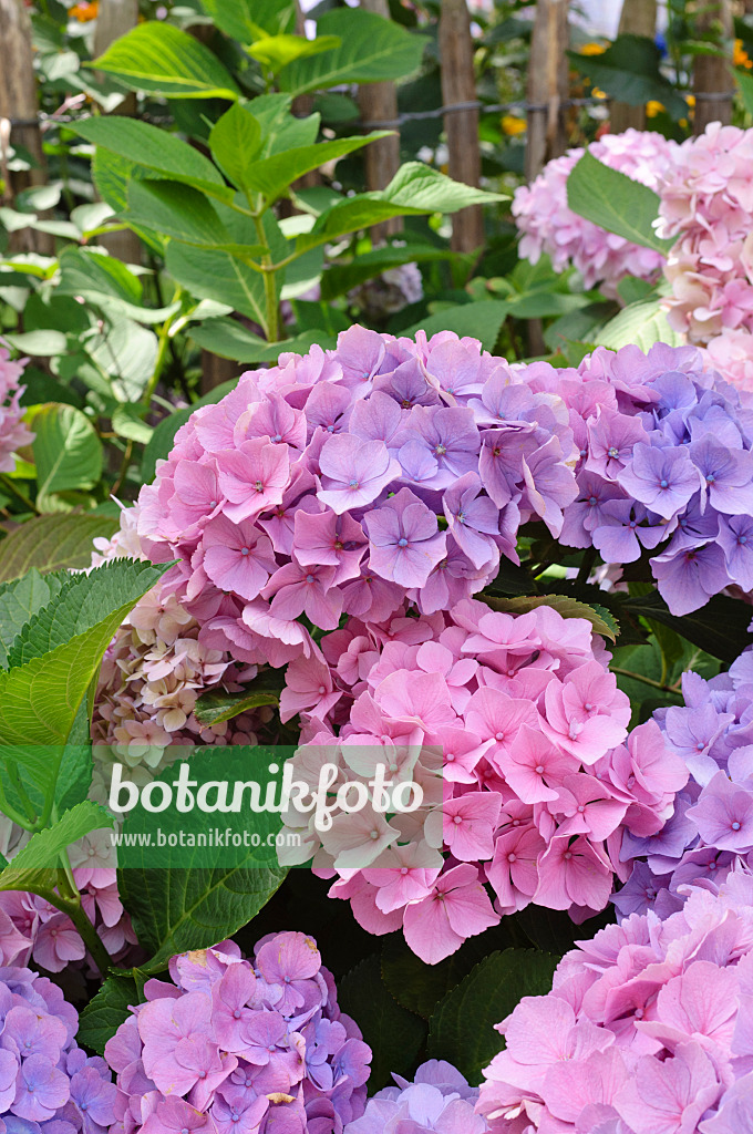 474361 - Big-leaved hydrangea (Hydrangea macrophylla)