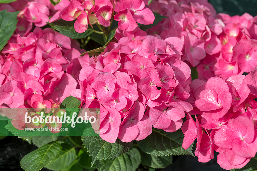 664195 - Big-leaved hydrangea (Hydrangea macrophylla 'Duro')