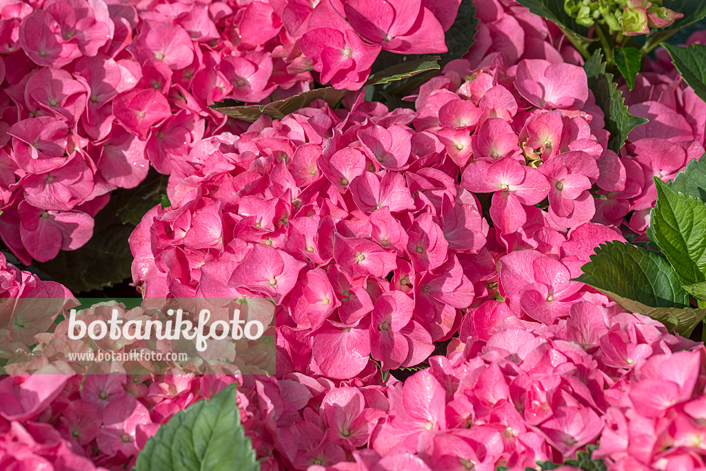664196 - Big-leaved hydrangea (Hydrangea macrophylla 'Duro')
