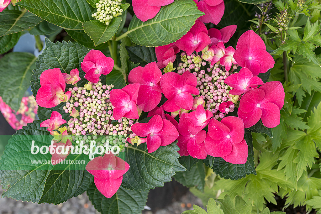 664199 - Big-leaved hydrangea (Hydrangea macrophylla 'Frisbee Hot Pink')