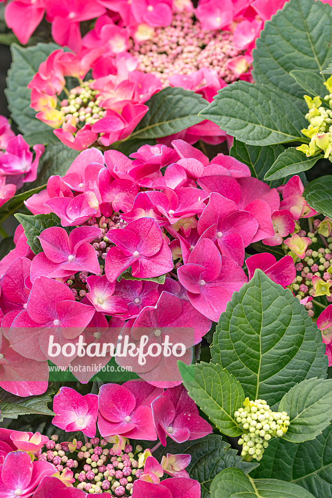 664200 - Big-leaved hydrangea (Hydrangea macrophylla 'Frisbee Hot Pink')