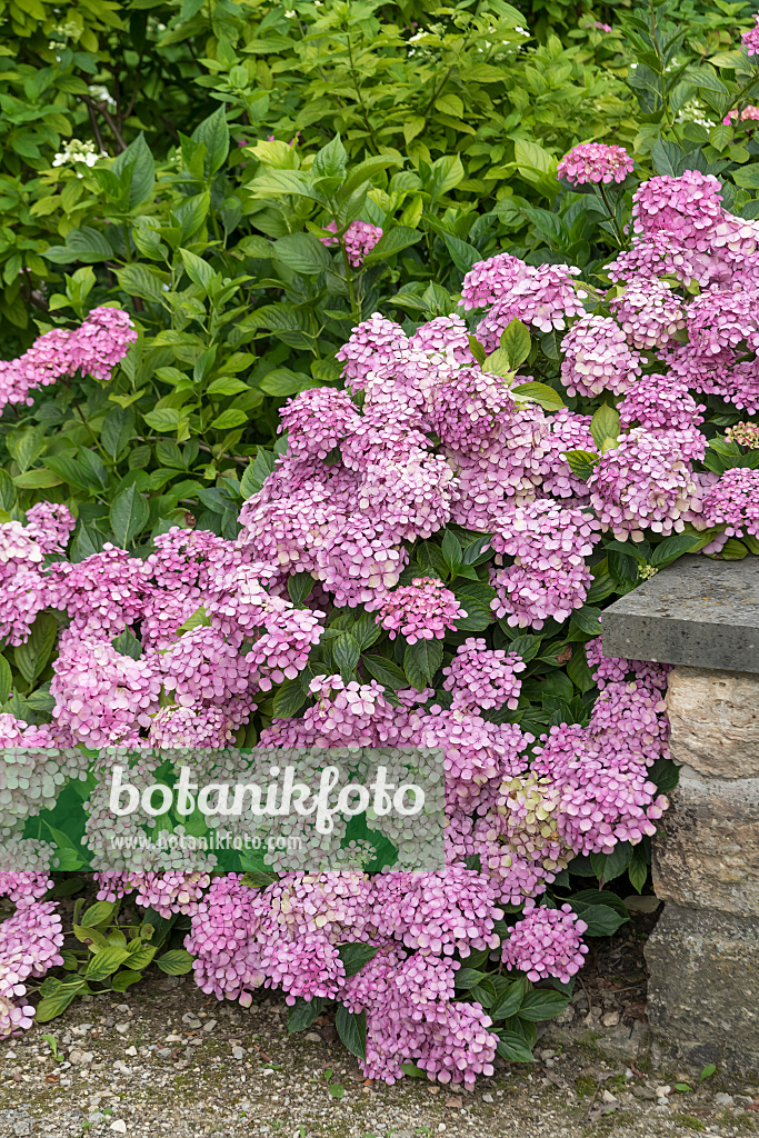 664198 - Big-leaved hydrangea (Hydrangea macrophylla 'Thelenn')