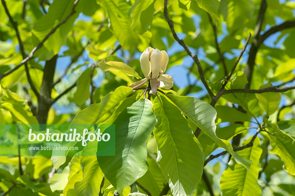 664246 - Big-leaved magnolia (Magnolia hypoleuca)