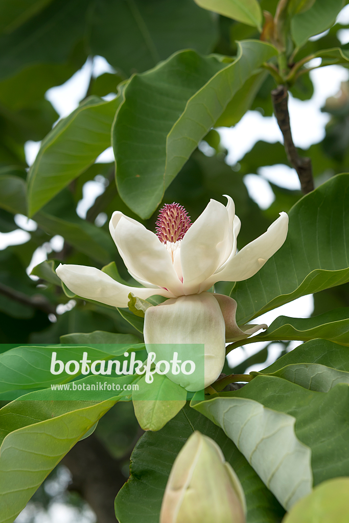 664247 - Big-leaved magnolia (Magnolia hypoleuca)