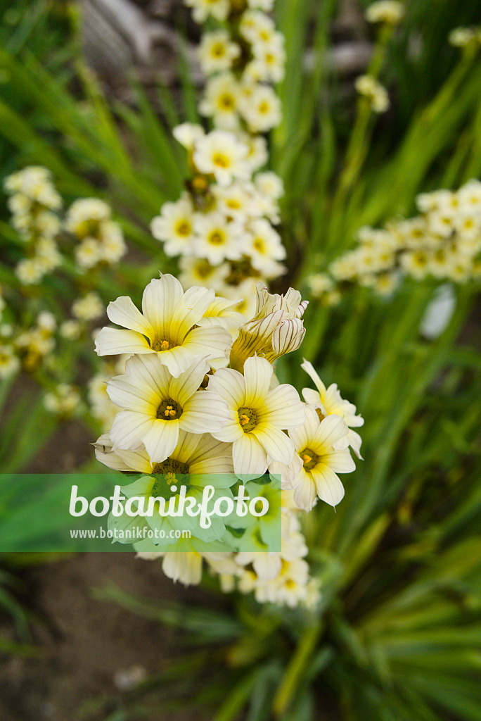 672037 - Binsenlilie (Sisyrinchium striatum)
