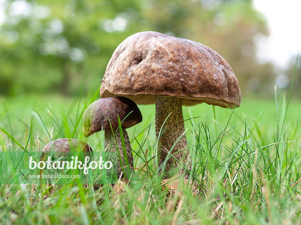 524222 - Birch bolete (Leccinum scabrum)