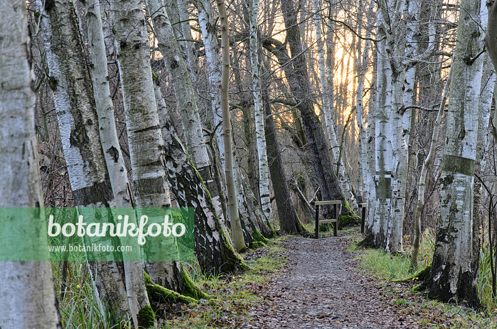 527012 - Birches (Betula) at a hiking trail, Spreewald Biosphere Reserve, Germany