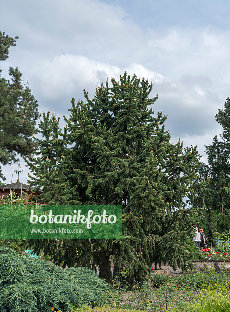 651435 - Bistlecone pine (Pinus aristata)