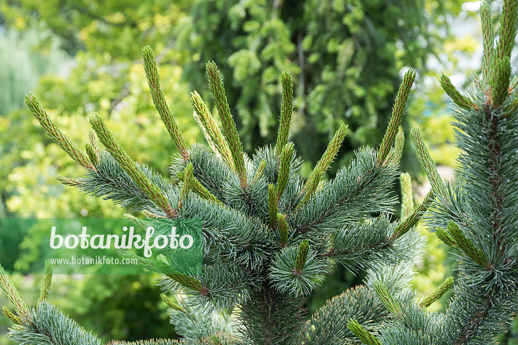 651434 - Bistlecone pine (Pinus aristata 'Glauca')