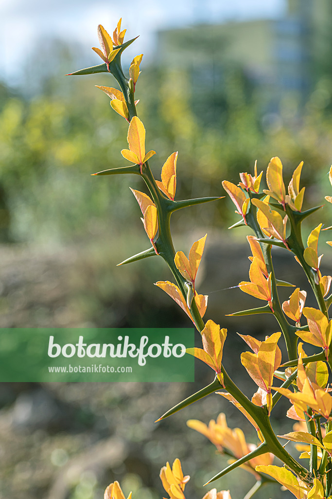 651445 - Bitter orange (Poncirus trifoliata)