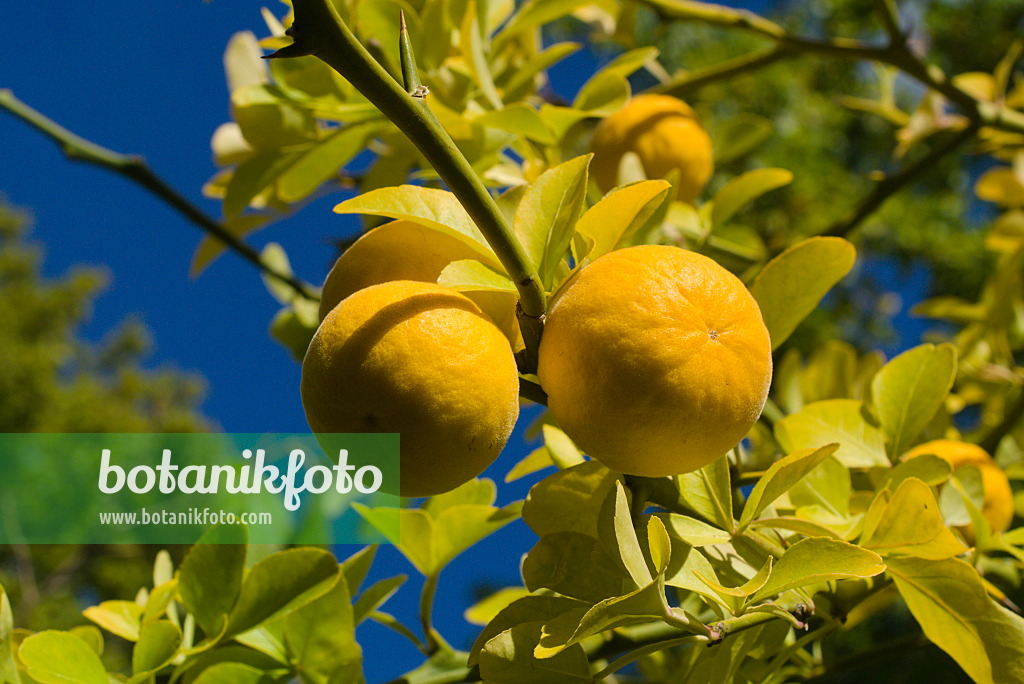 672006 - Bitter orange (Poncirus trifoliata)