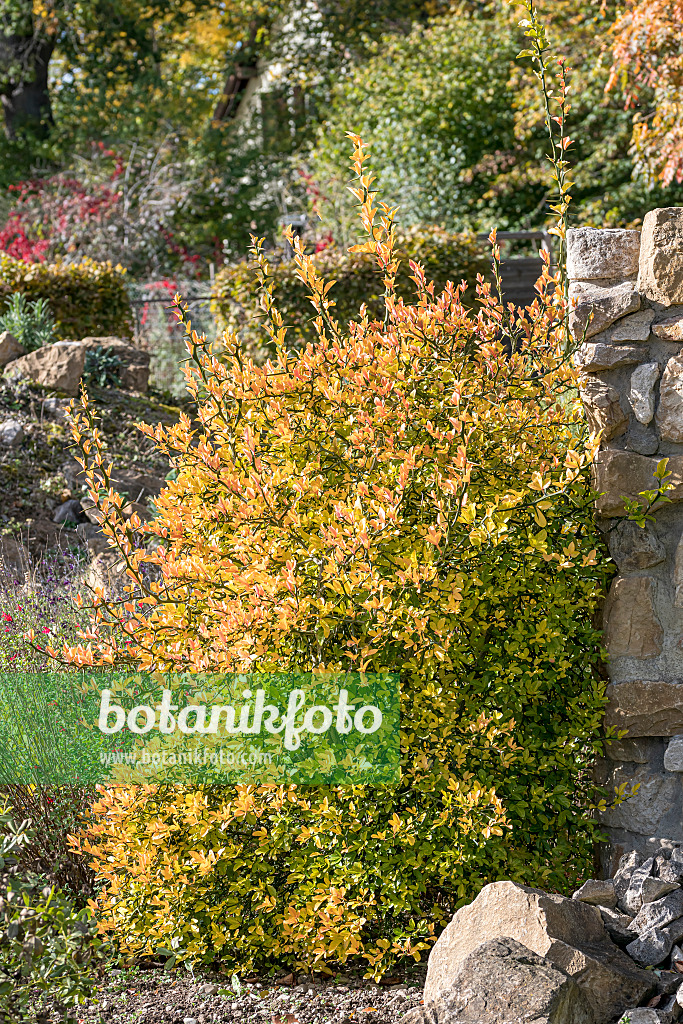 651444 - Bitterorange (Poncirus trifoliata)