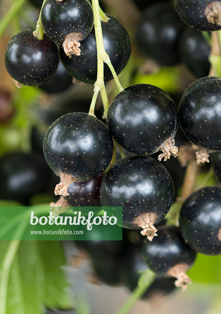 664383 - Black currant (Ribes nigrum 'Titania')