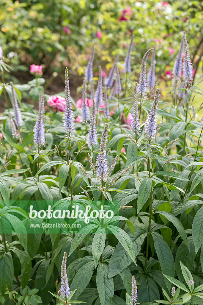 664472 - Black root (Veronicastrum virginicum 'Lavendelturm' syn. Veronica virginica 'Lavendelturm')
