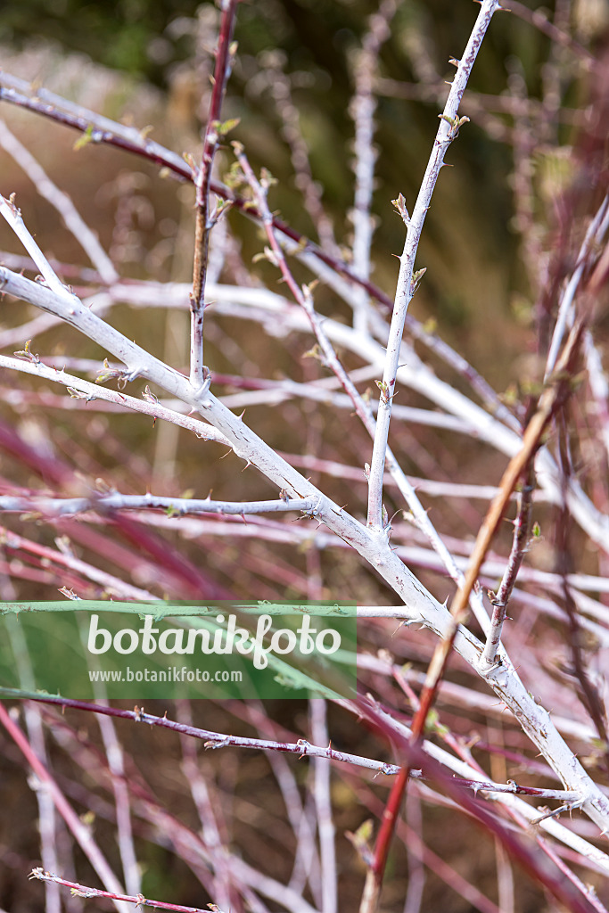 625365 - Blackberry (Rubus thibetanus 'Silver Fern')