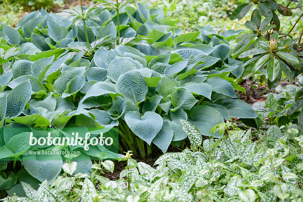 593103 - Blaublattfunkie (Hosta sieboldiana 'Elegans')
