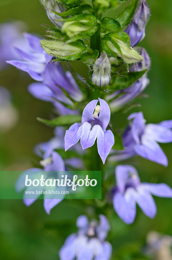 523098 - Blaue Kardinalslobelie (Lobelia siphilitica)