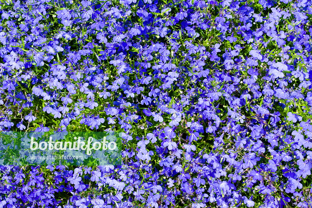 672040 - Blaue Lobelie (Lobelia erinus)