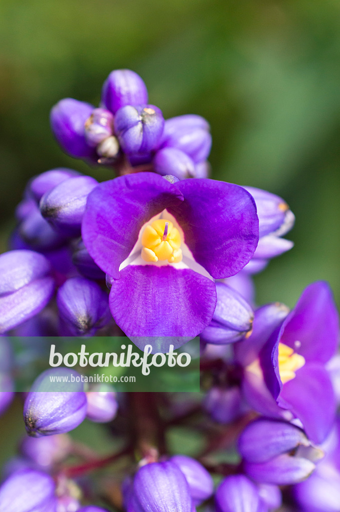 512028 - Blauer Ingwer (Dichorisandra thyrsiflora)
