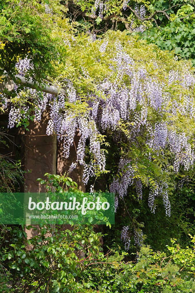 472047 - Blauregen (Wisteria)