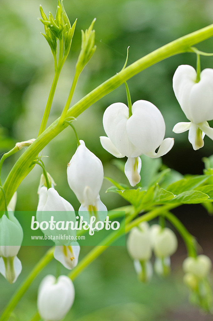 484027 - Bleeding heart (Lamprocapnos spectabilis 'Alba' syn. Dicentra spectabilis 'Alba')