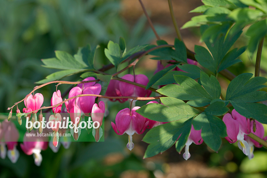 452123 - Bleeding heart (Lamprocapnos spectabilis syn. Dicentra spectabilis)