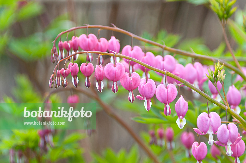 651212 - Bleeding heart (Lamprocapnos spectabilis syn. Dicentra spectabilis)