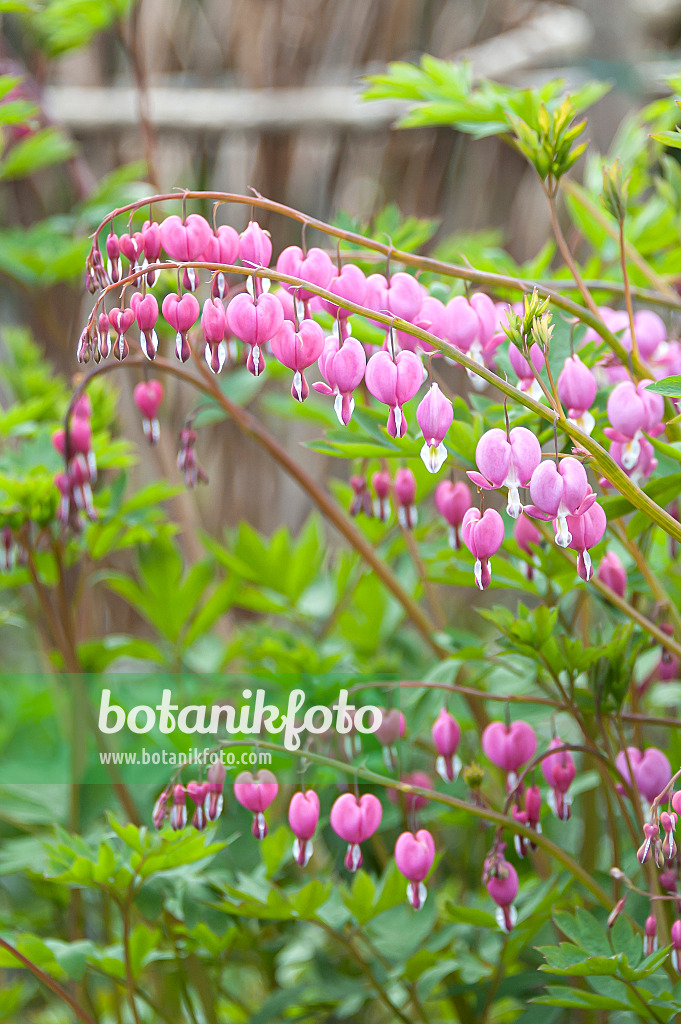 651213 - Bleeding heart (Lamprocapnos spectabilis syn. Dicentra spectabilis)