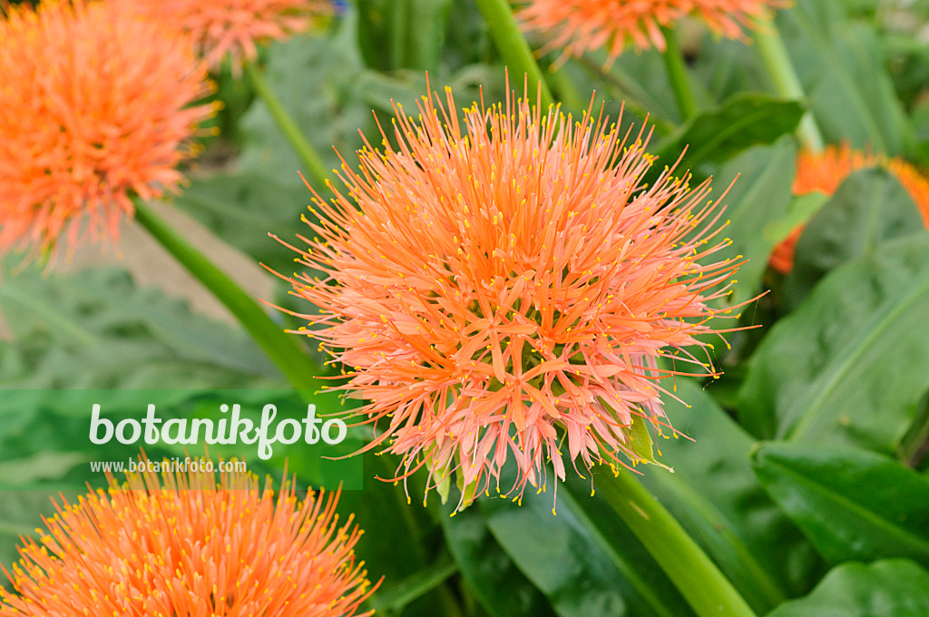 474492 - Blood flower (Scadoxus multiflorus syn. Haemanthus multiflorus)