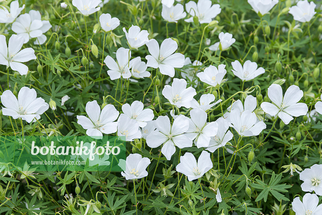 651301 - Bloody cranesbill (Geranium sanguineum 'Album')