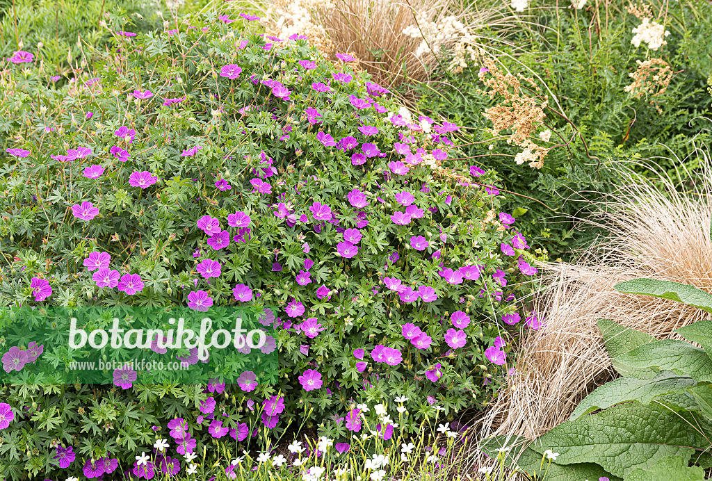 651303 - Bloody cranesbill (Geranium sanguineum 'Max Frei')