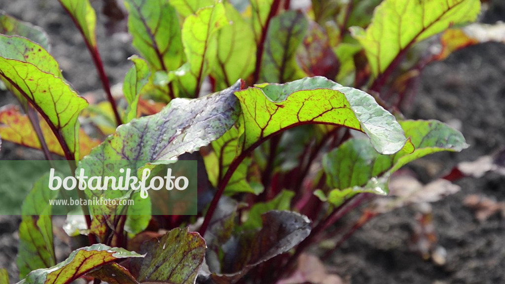 fabian plant Aralia Fabian