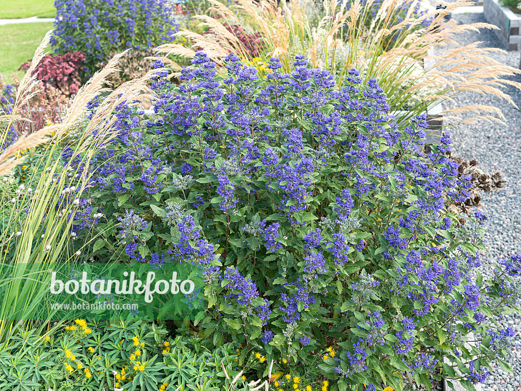 651149 - Blue beard (Caryopteris x clandonensis 'Grand Bleu')