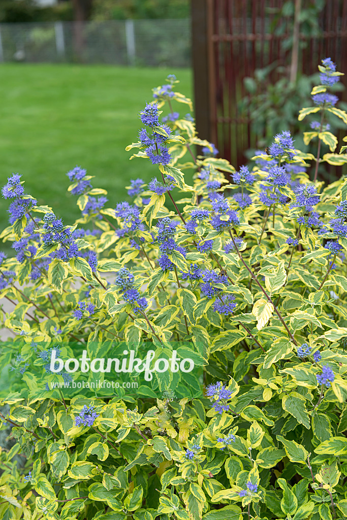 651150 - Blue beard (Caryopteris x clandonensis 'Summer Sorbet')