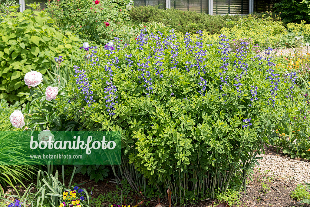 651104 - Blue false indigo (Baptisia australis)