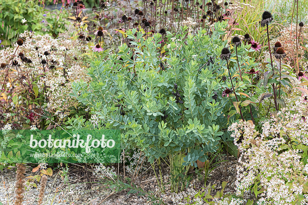 651106 - Blue false indigo (Baptisia australis)