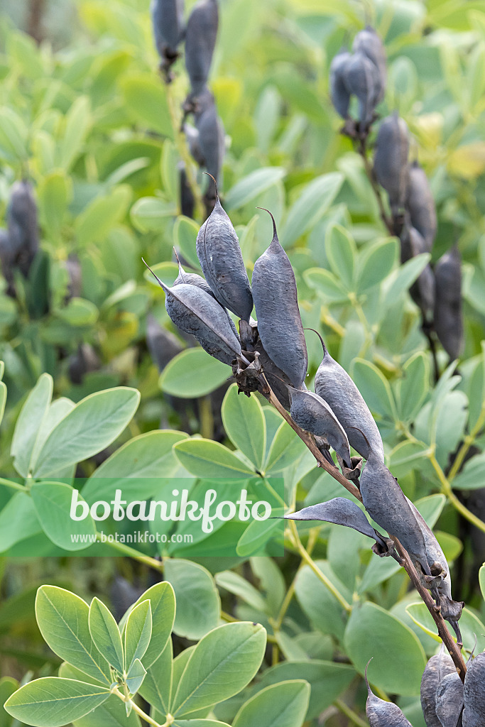 651107 - Blue false indigo (Baptisia australis)