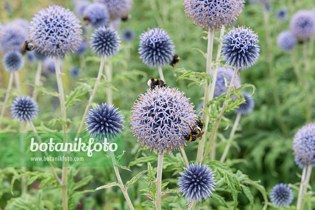 651229 - Blue globe-thistle (Echinops bannaticus 'Taplow Blue')