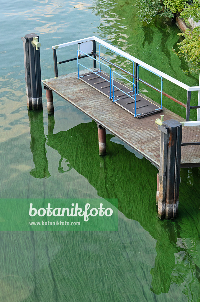 523281 - Blue-green algae at a landing stage, Berlin, Germany