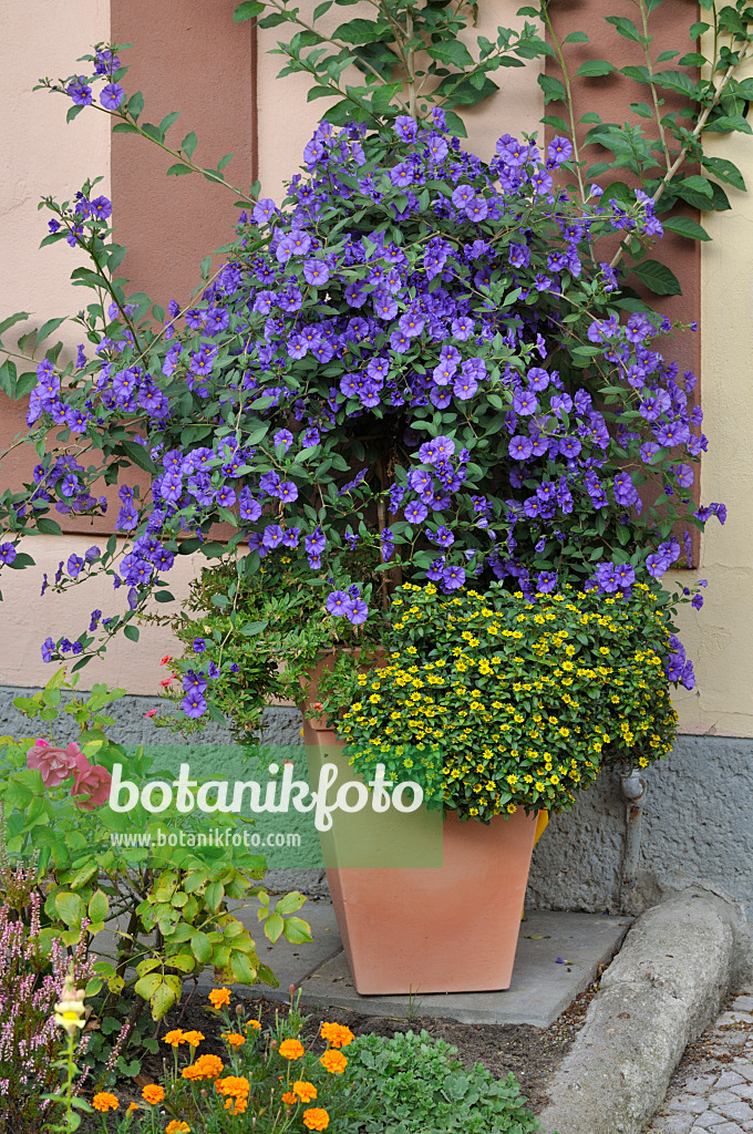 476282 - Blue potato bush (Lycianthes rantonnetii syn. Solanum rantonnetii)