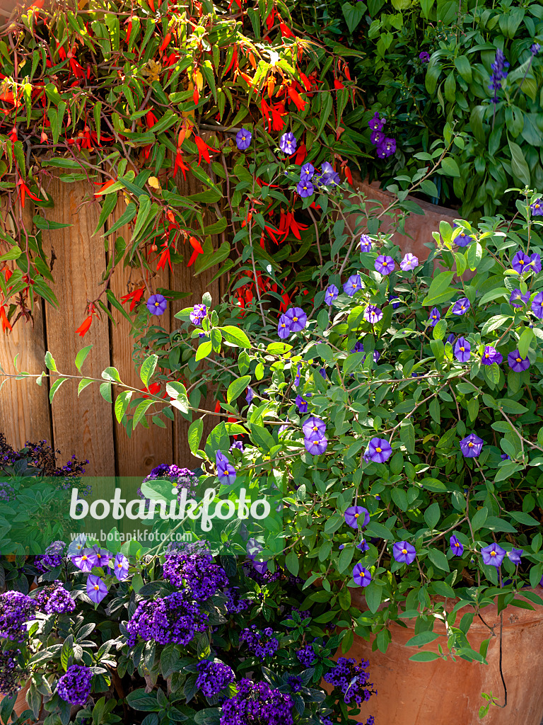 441173 - Blue potato bush (Lycianthes rantonnetii syn. Solanum rantonnetii), heliotropes (Heliotropium) and begonias (Begonia)