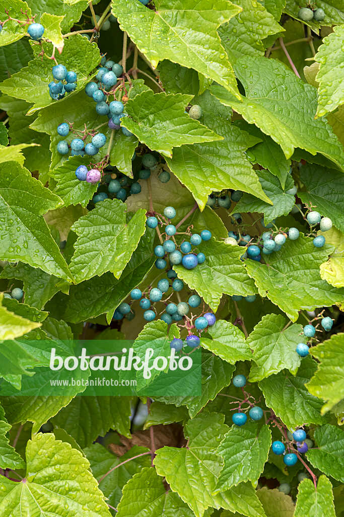 675007 - Blueberry climber (Ampelopsis glandulosa var. brevipedunculata)