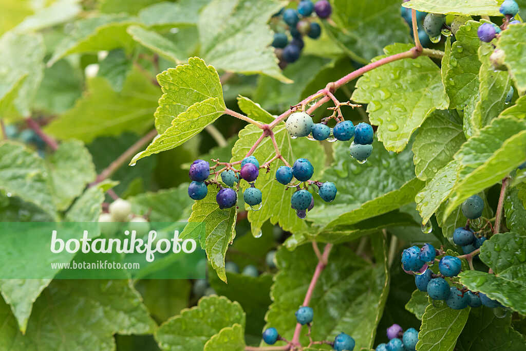 675008 - Blueberry climber (Ampelopsis glandulosa var. brevipedunculata)