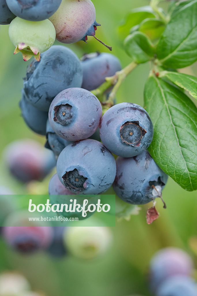 664471 - Blueberry (Vaccinium corymbosum 'Darrow')