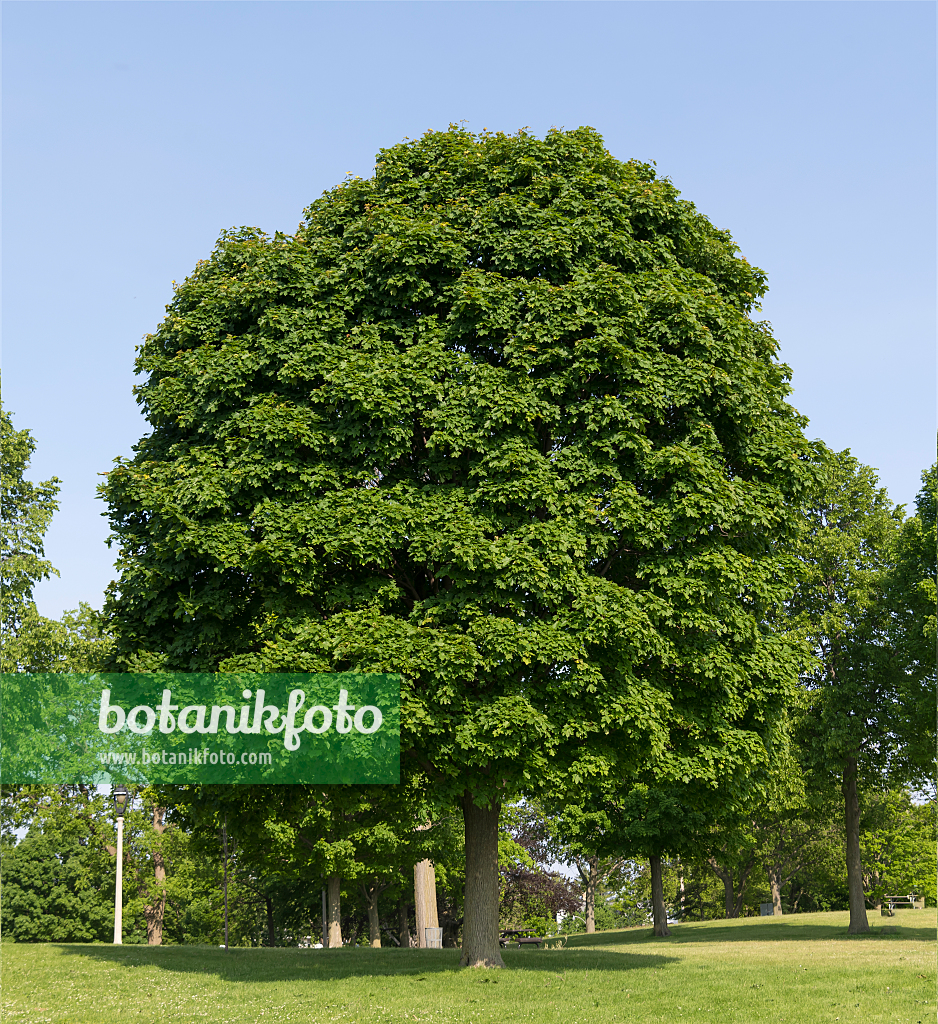 664010 - Blutahorn (Acer platanoides 'Cleveland')