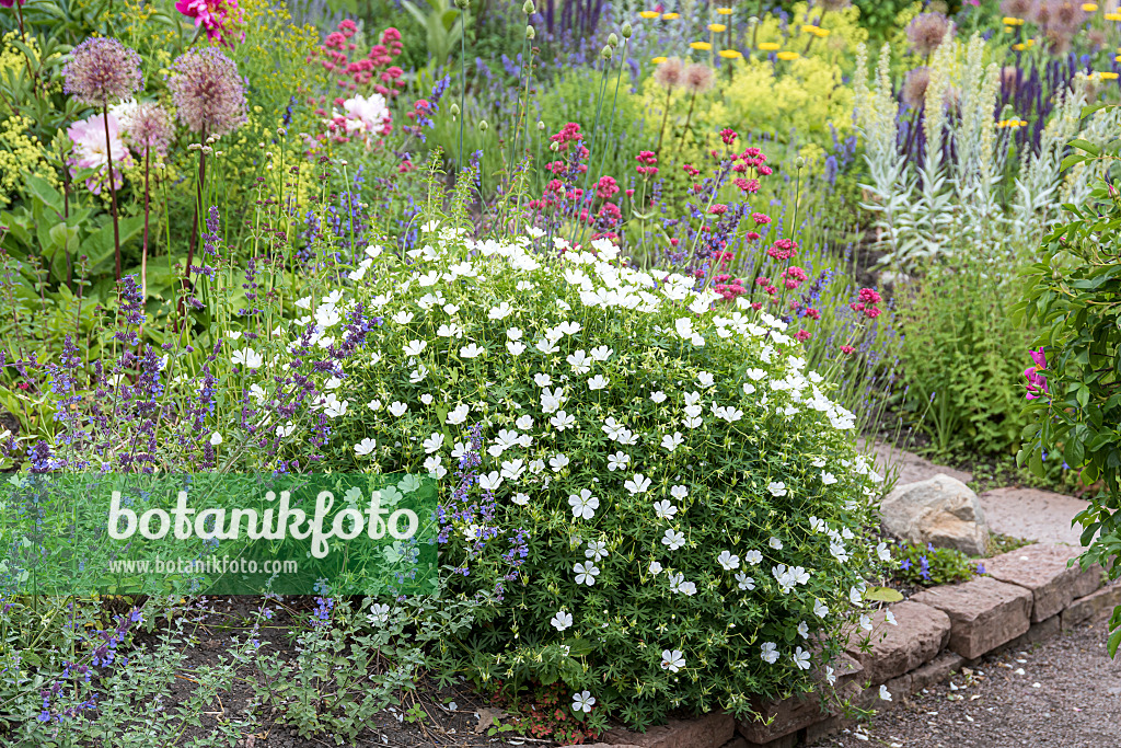 651300 - Blutroter Storchschnabel (Geranium sanguineum 'Album')